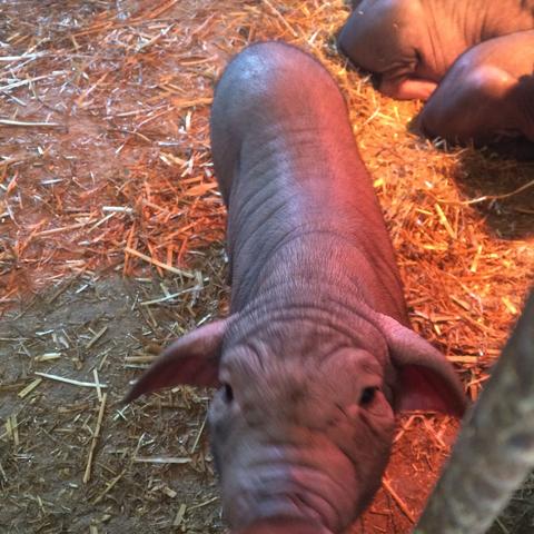 温州市太湖母猪的长尾关键词有哪些