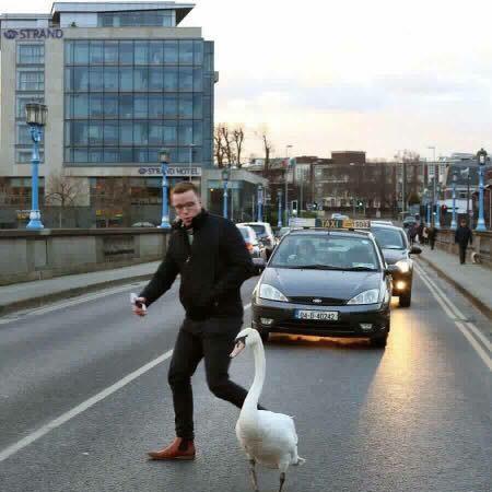 天鹅到家保姆收费标准？