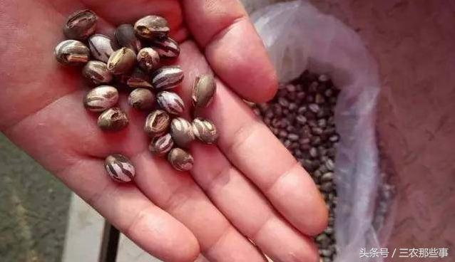 男生猫怎么起名虎宝宝好听(虎的5个尊称)
