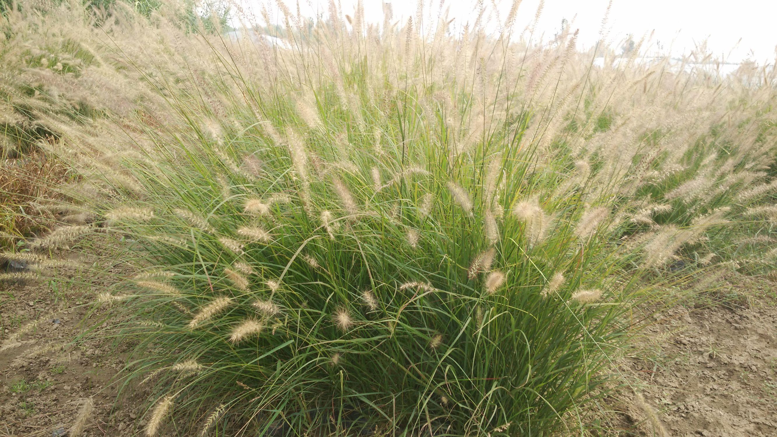 盆栽草类植物大全及名称图片,我的家乡满山遍野都是竹子?"