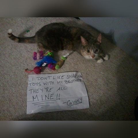 深圳市三哈玩具厂怎么样