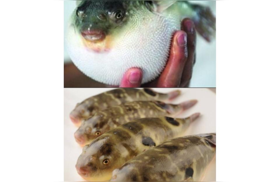南通有什么特色美食（南通市有哪些特色高级菜）