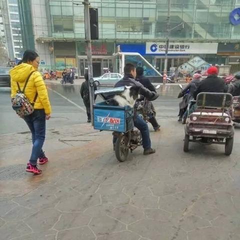 济南狗狗洗澡上门接送相关长尾关键词有哪些