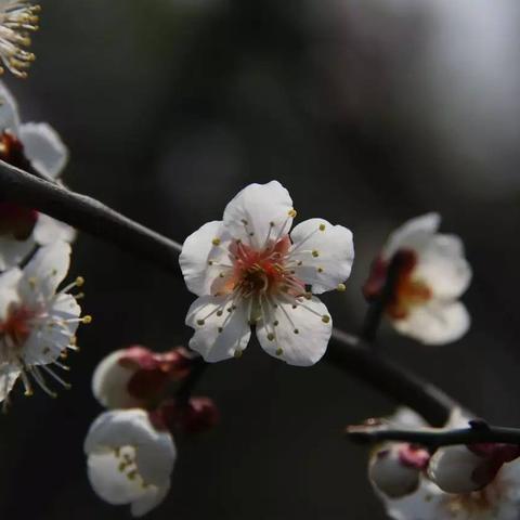 滁州市历史最低气温的长尾关键词有哪些