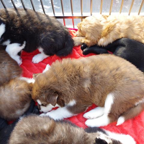 合肥市可以养什么狗