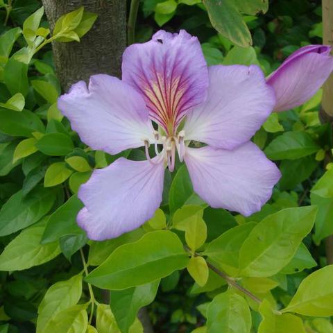 流年乙食巳财什么意思(乙巳日柱流年)