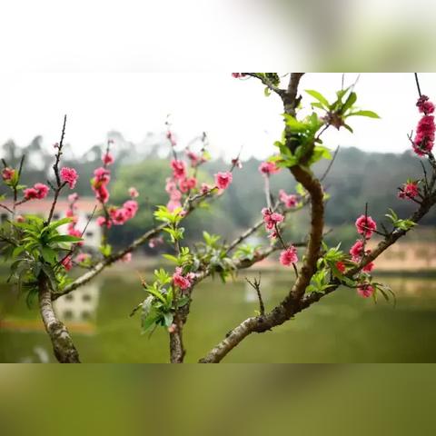 广东省佛山市南园桃园的长尾关键词有哪些