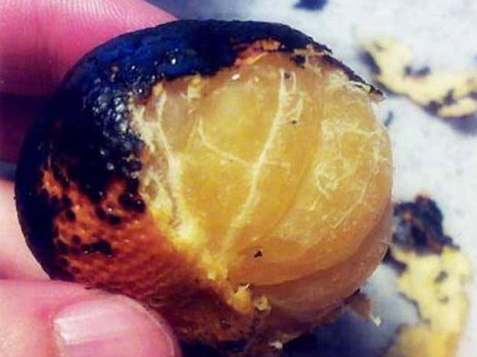 感冒吃什么美食啊（伤风感冒吃什么食物好的快）