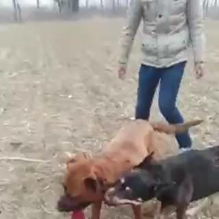 广东五红犬优缺点？