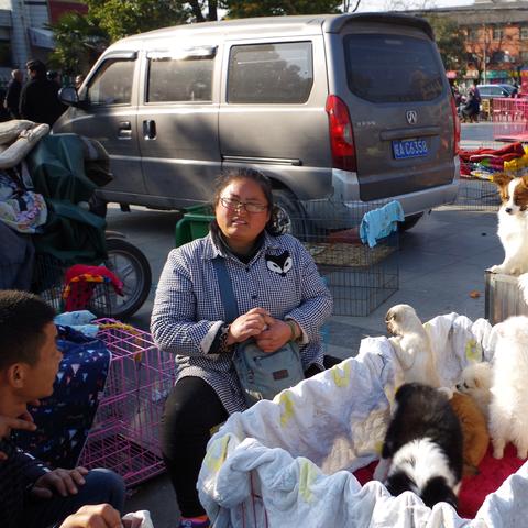 合肥市哪个地方有狗市