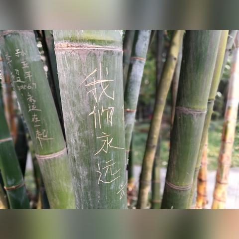 成都市区哪里有竹子卖的