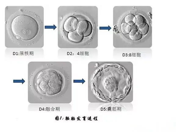 范围,二代试管婴儿冻胚成功率(