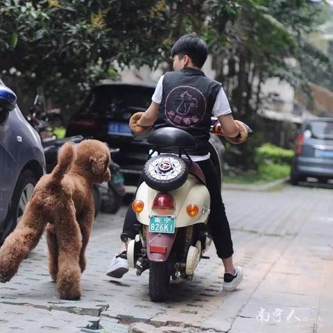 南宁市宠物店在哪个区域