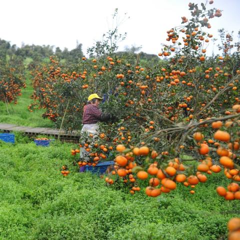 重庆农业园最新房价的长尾关键词有哪些