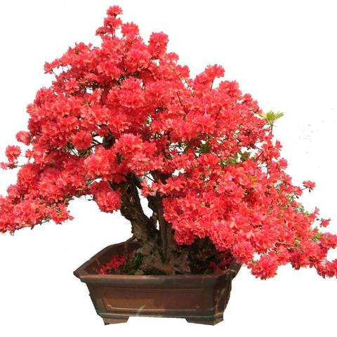 赣州市的市花是什么的长尾关键词有什么