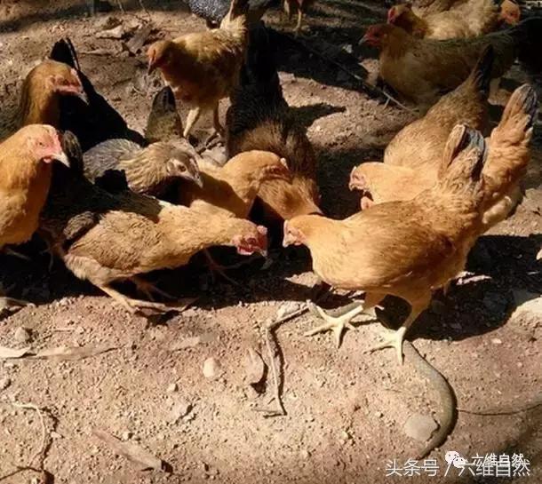 求解梦，梦到被蛇缠着脖子