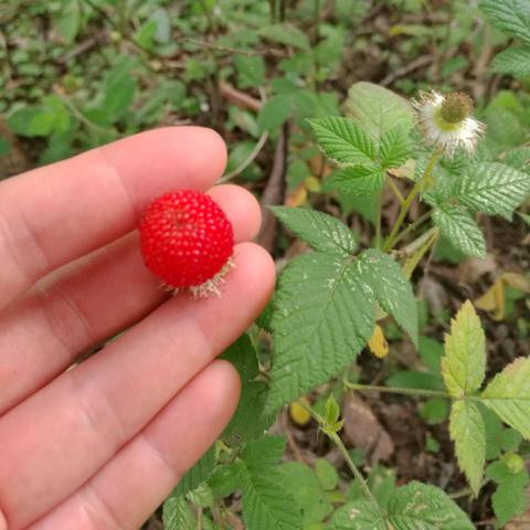 福建林起源哪个世家