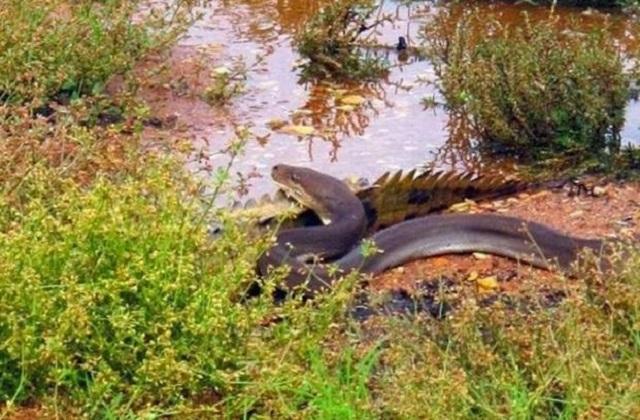 梦到蟒蛇吞小蛇是怎么回事？解析梦境中的权力、危机与自我整合