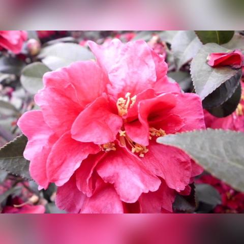 桃花大运生肖运势(行桃花大运)