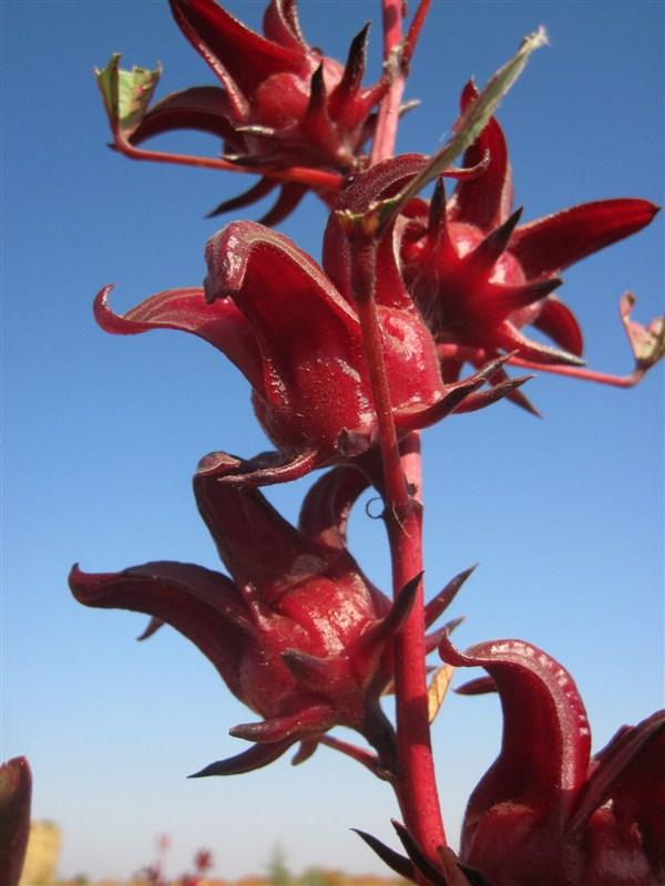 花是什么颜色的,苹果花是什么颜色?