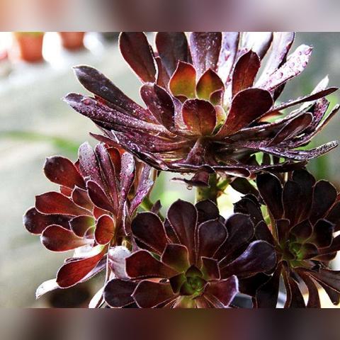 成都市黑玫瑰餐厅地址在哪里