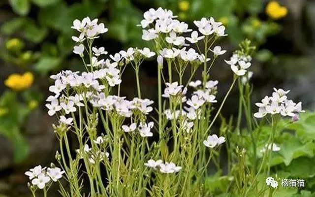梦境花语，从绚烂到荆棘——解析梦到花然后突然长了刺的深层含义