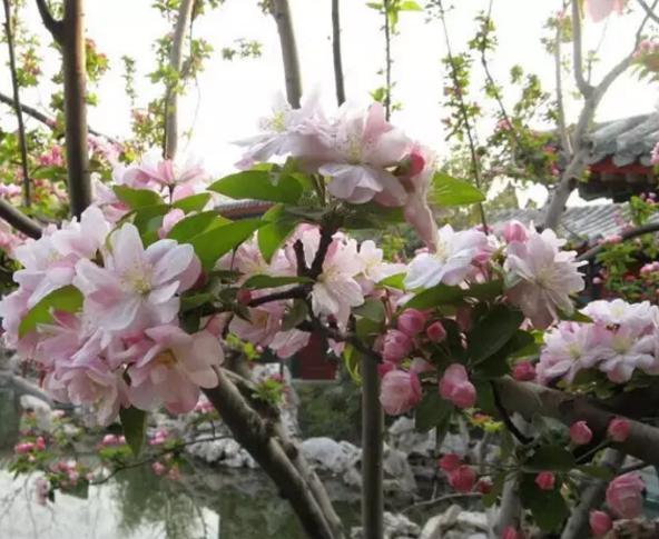 海棠花种类,海棠花品种大全?