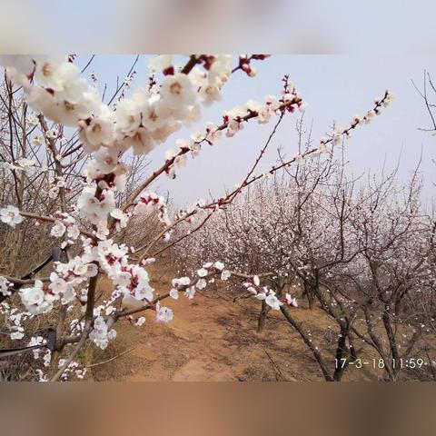 河南杏花县是哪个地区