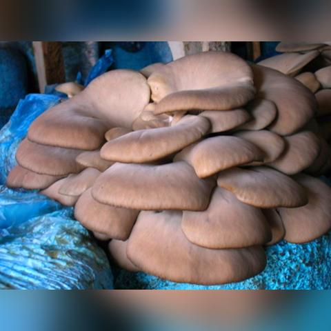 福建浙江哪个省好