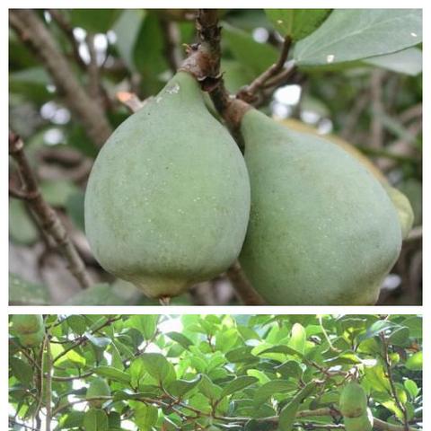 福建挖出什么植物
