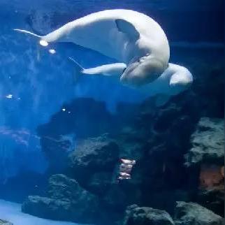 上海海洋公园跟杭州极地公园哪个好玩？