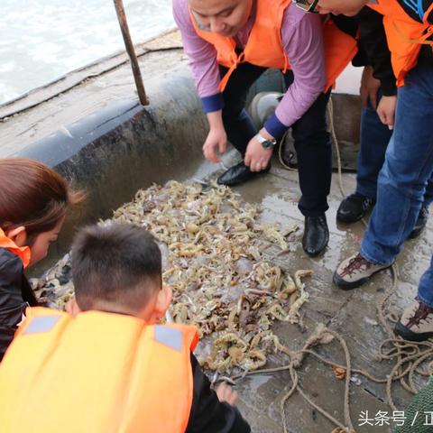 天津鲤鱼味道怎么样