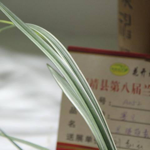 福建本地兰花品种？