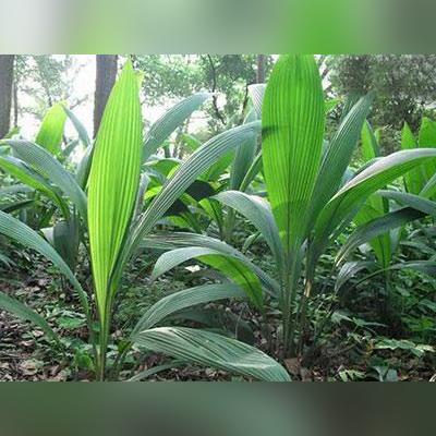 阴虚火旺的综合调理方法与日常保健-第1张图片-其人生活百科