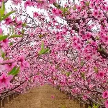 兰州市月季花苗哪里买