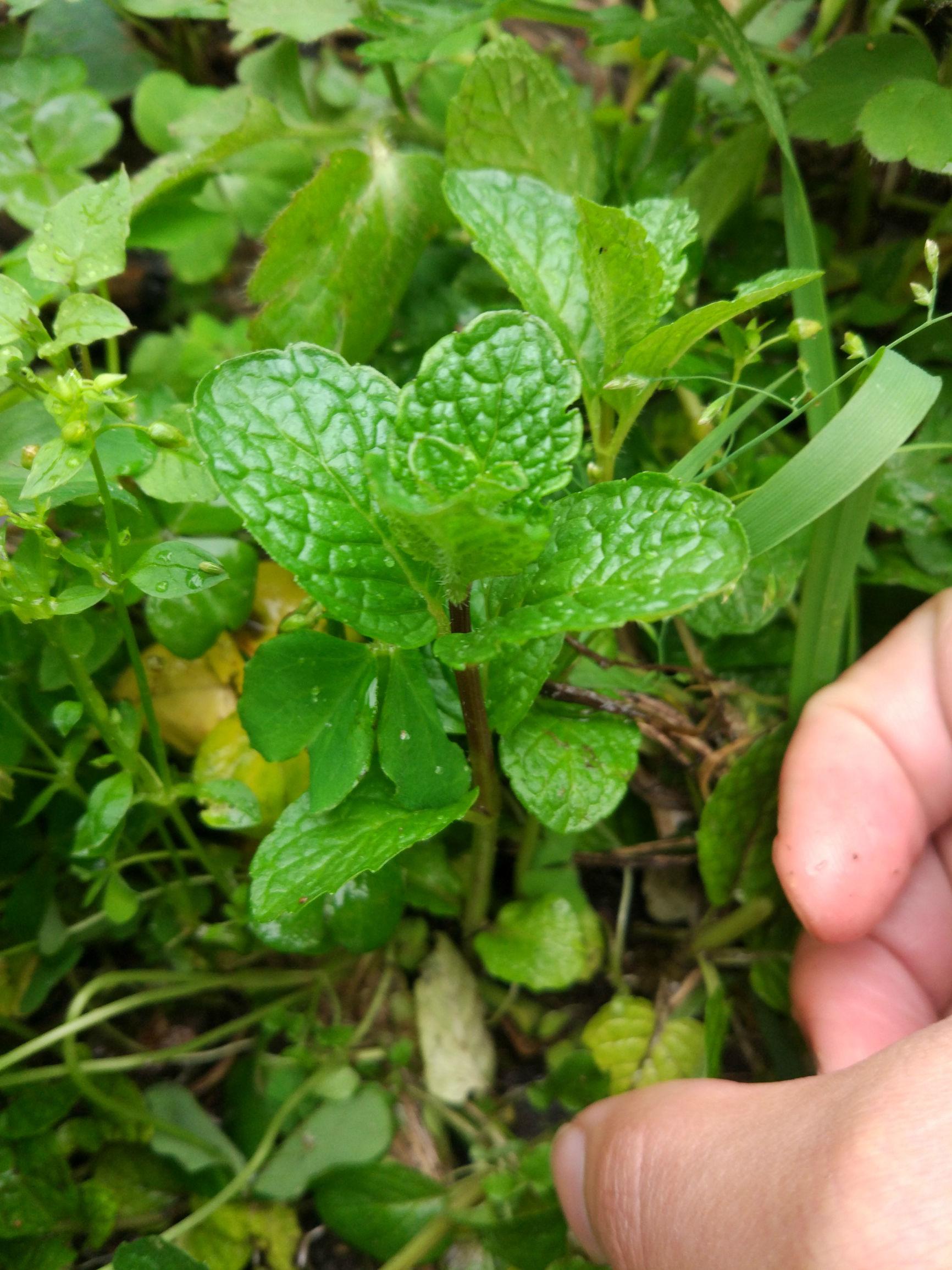 留兰香的功效与作用,10种野生药用植物的名称珍贵一点的?"