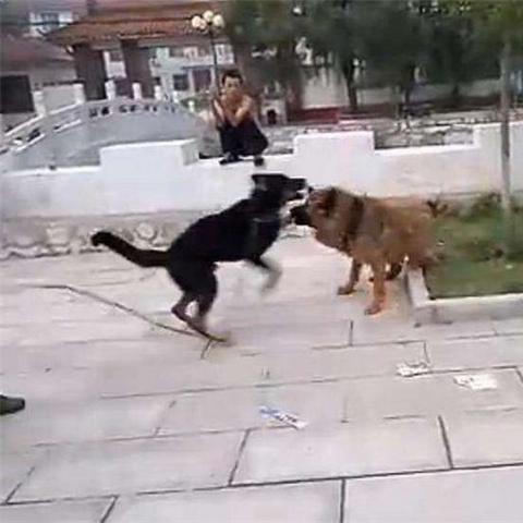 藏獒的老家？