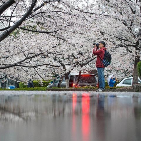 疫情武汉看樱花的相关长尾关键词有哪些
