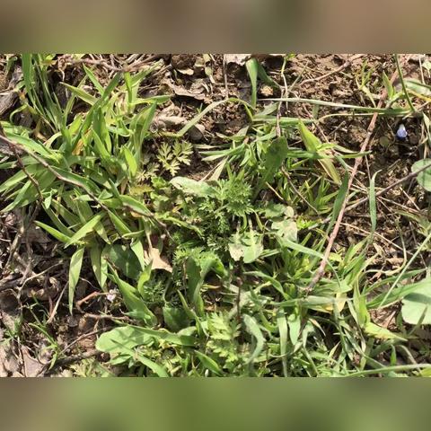 儿歌叮叮当(儿歌叮叮当当有人敲门)