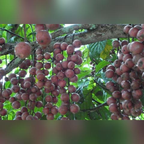 河南长绿园林的相关长尾关键词有哪些