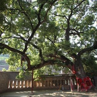 西安市佛陀村在什么地方