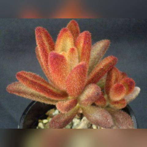 属兔2月15日生肖运势(属兔2月财运)