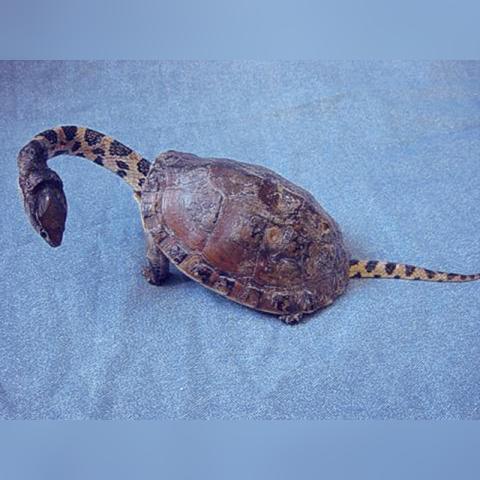 虾米购物网站的长尾关键词有哪些