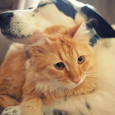 同仇敌忾是什么意思