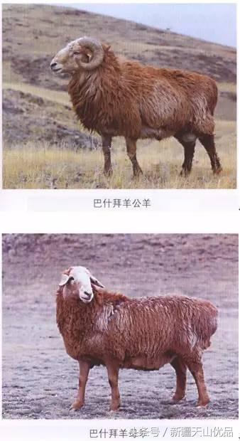 如何起名羊宝宝名字大全（肖鼠起名有那种忌讳）