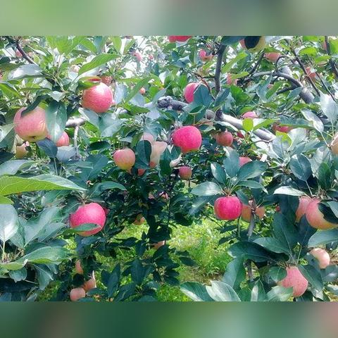 河南苹果手机怎么样