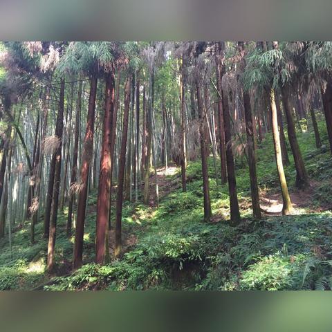 四川南充大竹明天气温的长尾关键词有哪些