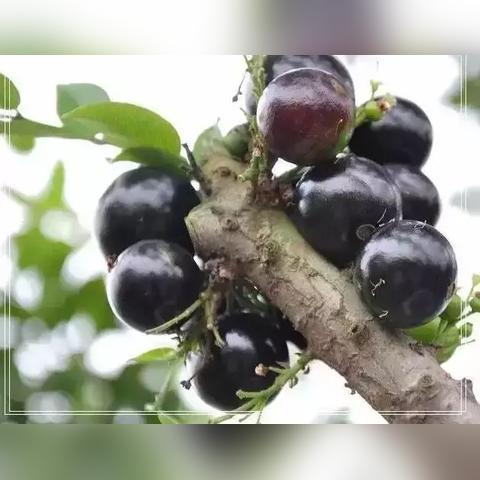 广东东莞市盛产什么水果的长尾关键词有哪些