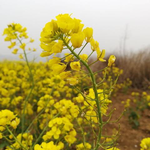 教堂济南相关长尾关键词有哪些