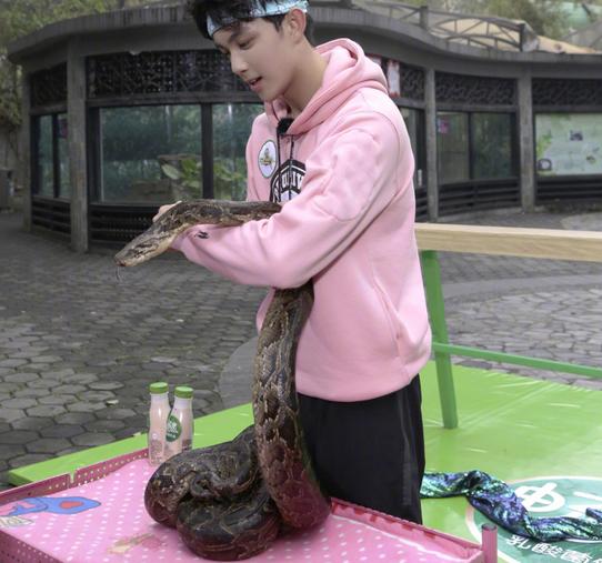 女人梦境的深层解析，蟒蛇与小蛇的寓言——探索潜意识中的生命循环与自我成长